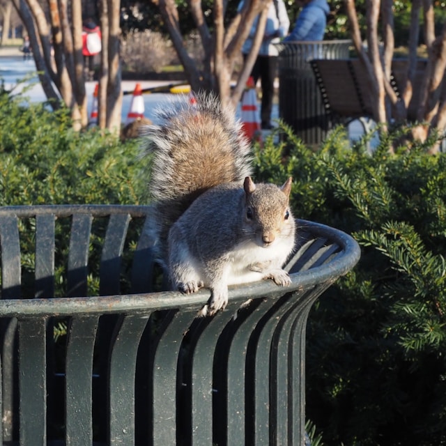 A chubby squirrel perched on a trashcan