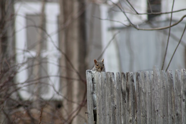 A squirrel climbing to the top of a wooden fence
