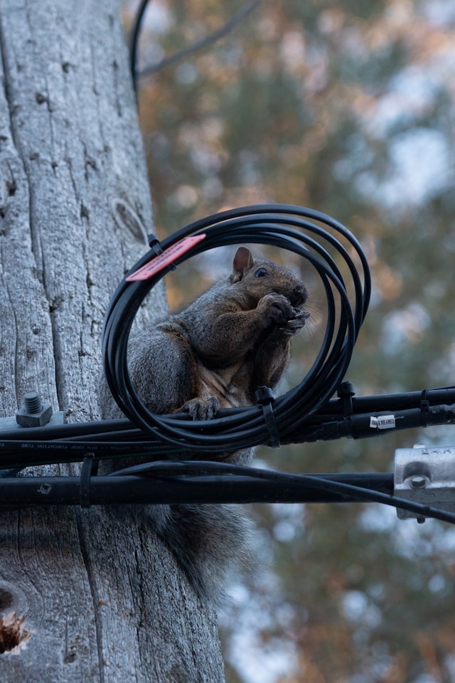 A squirrel sitting inside a loop of electrical wires up a pole